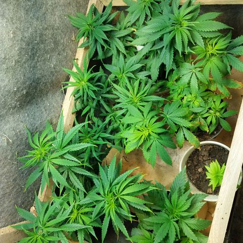 Prenseeds growlog photo: Testando o fertilizante dimmy 10-10-10, tem dado resultado, mas queimou um pouco a ponta das folhas