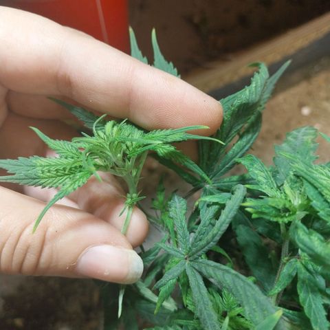 Prenseeds growlog photo: Descoberta de um macho 