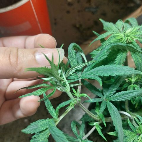 Prenseeds growlog photo: Descoberta de um macho 