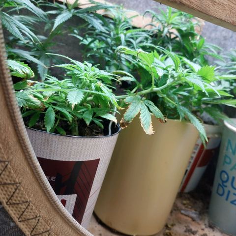 Prenseeds growlog photo: Testando o fertilizante dimmy 10-10-10, tem dado resultado, mas queimou um pouco a ponta das folhas