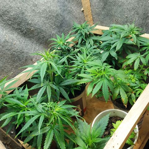 Prenseeds growlog photo: Testando o fertilizante dimmy 10-10-10, tem dado resultado, mas queimou um pouco a ponta das folhas