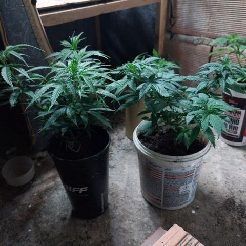 Prenseeds growlog photo: Descoberta de um macho 