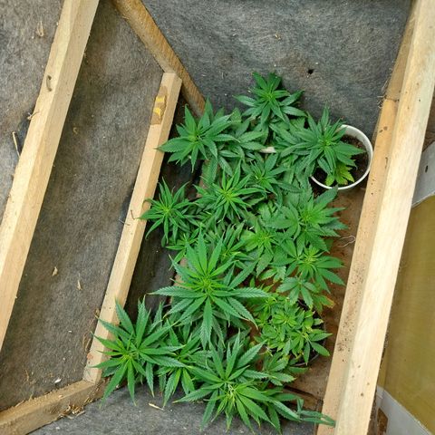 Prenseeds growlog photo: Testando o fertilizante dimmy 10-10-10, tem dado resultado, mas queimou um pouco a ponta das folhas