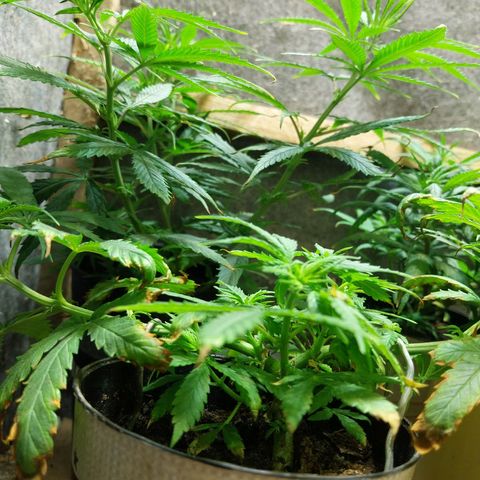 Prenseeds growlog photo: Testando o fertilizante dimmy 10-10-10, tem dado resultado, mas queimou um pouco a ponta das folhas
