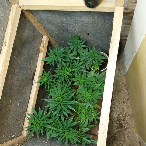 Prenseeds growlog photo: Tirei a última prateleira pra elas ficarem mais distantes da luz e esticaram 