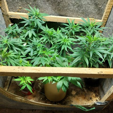 Prenseeds growlog timeline photo