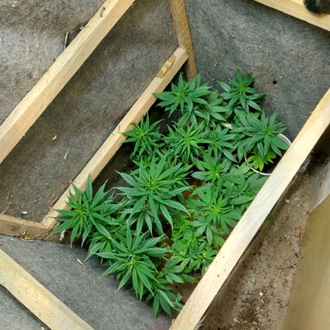 Prenseeds growlog photo: Tirei a última prateleira pra elas ficarem mais distantes da luz e esticaram 
