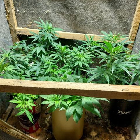 Prenseeds growlog timeline photo