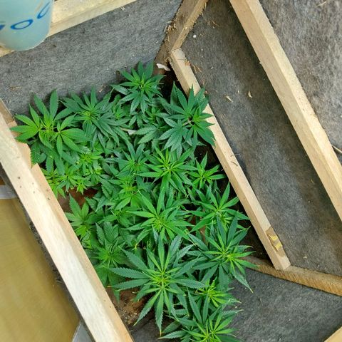 Prenseeds growlog timeline photo
