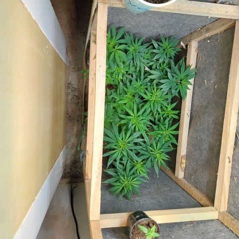 Prenseeds growlog timeline photo