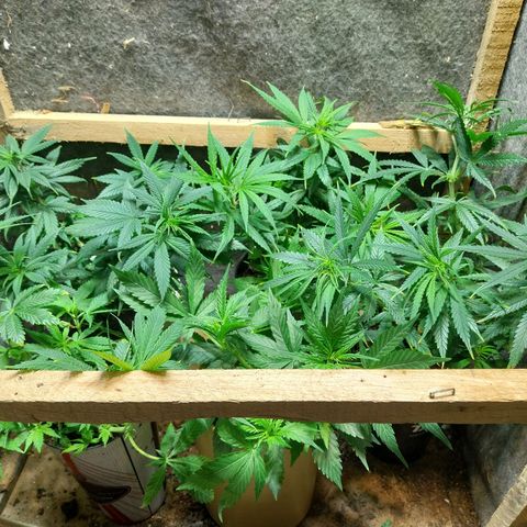 Prenseeds growlog timeline photo