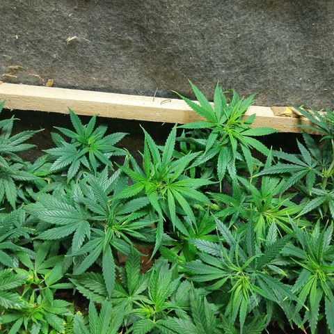 Prenseeds growlog timeline photo