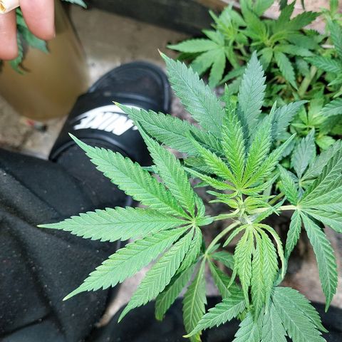 Prenseeds growlog timeline photo