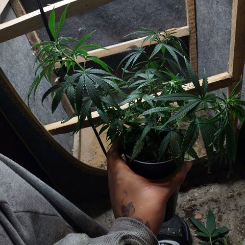Prenseeds growlog timeline photo
