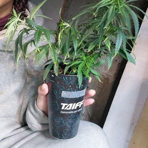 Prenseeds growlog timeline photo