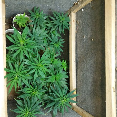 Prenseeds growlog photo: Treinamento de lst e podas nas folhas grandes 