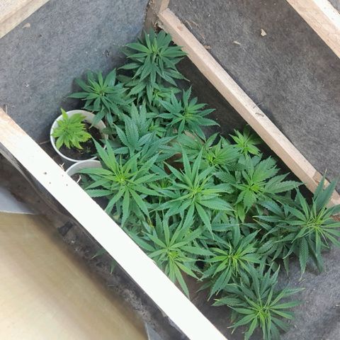 Prenseeds growlog photo: Treinamento de lst e podas nas folhas grandes 