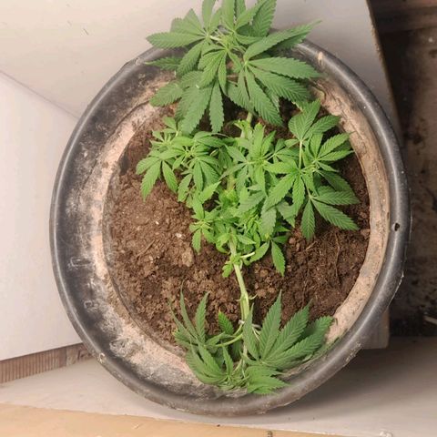 Prenseeds growlog photo: Treinamento de lst e podas nas folhas grandes 
