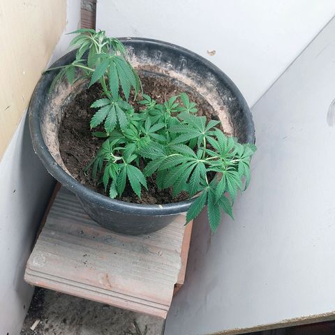Prenseeds growlog photo: Treinamento de lst e podas nas folhas grandes 