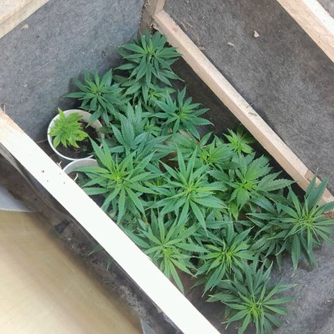 Prenseeds growlog photo: Treinamento de lst e podas nas folhas grandes 