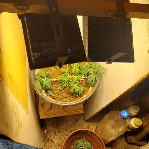 Prenseeds growlog photo: Deixando a plantinha descansar 