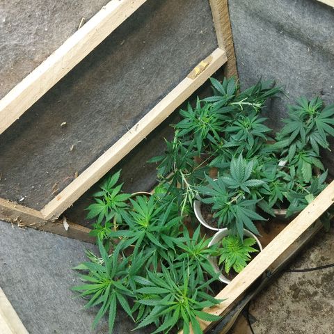 Prenseeds growlog timeline photo