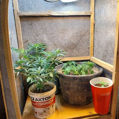 Prenseeds growlog timeline photo