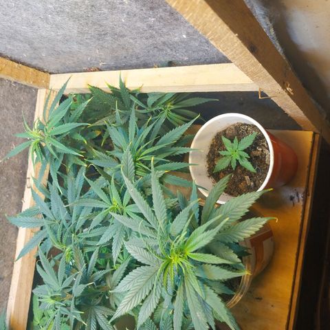 Prenseeds growlog timeline photo