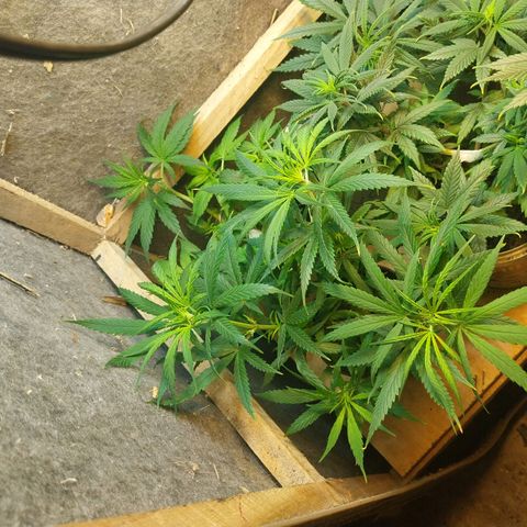 Prenseeds growlog timeline photo