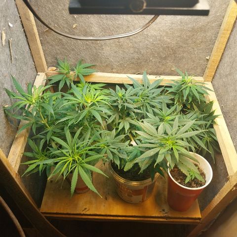 Prenseeds growlog timeline photo
