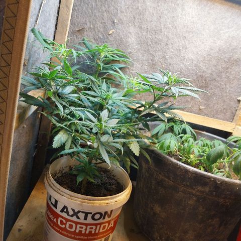 Prenseeds growlog timeline photo