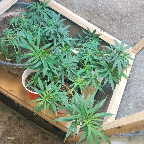 Prenseeds growlog timeline photo