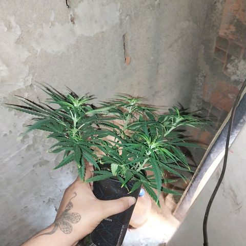 Prenseeds growlog timeline photo