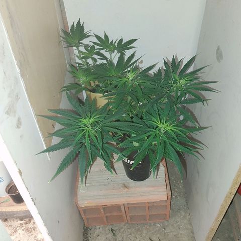 Prenseeds growlog timeline photo