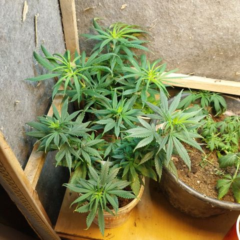 Prenseeds growlog timeline photo