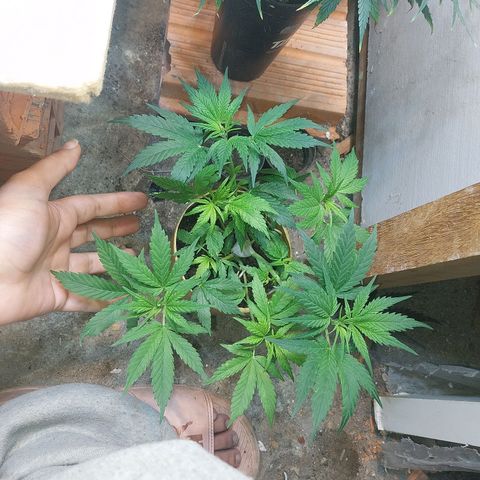 Prenseeds growlog timeline photo