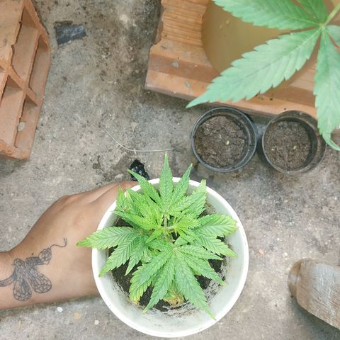 Prenseeds growlog timeline photo