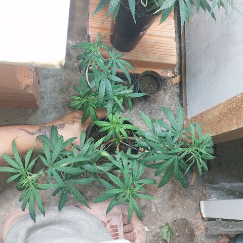 Prenseeds growlog timeline photo