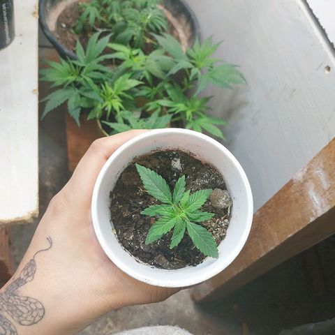 Prenseeds growlog timeline photo