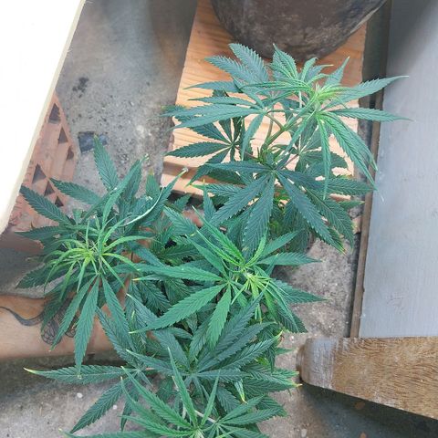 Prenseeds growlog timeline photo