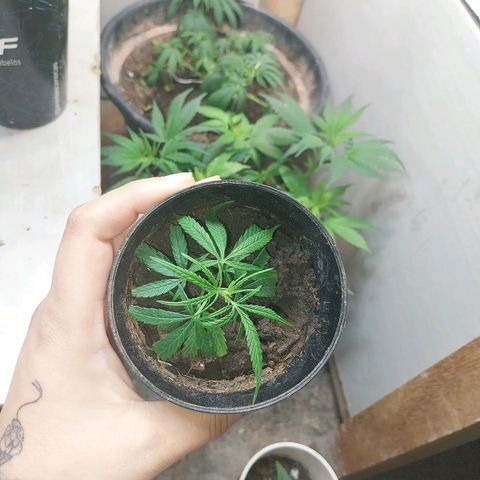 Prenseeds growlog timeline photo