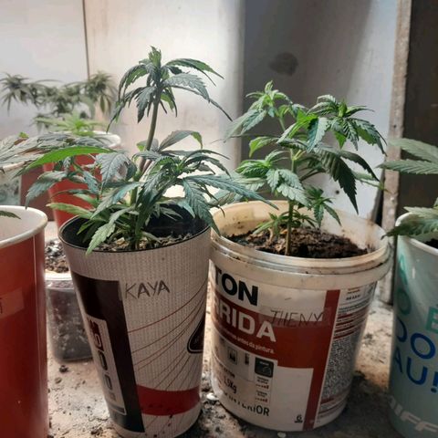 Prenseeds growlog timeline photo