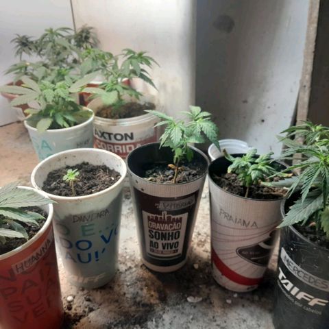 Prenseeds growlog timeline photo