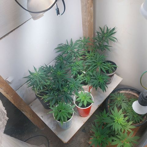 Prenseeds growlog timeline photo