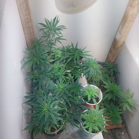 Prenseeds growlog timeline photo