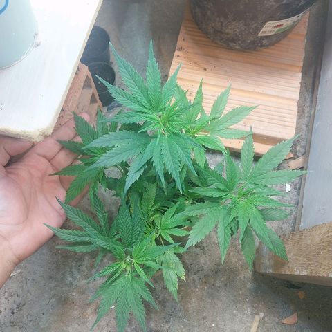 Prenseeds growlog timeline photo