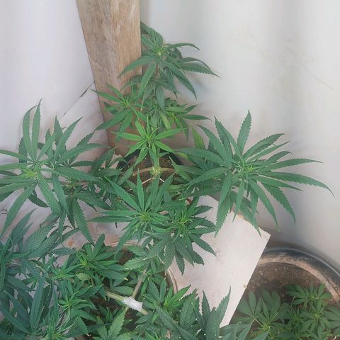 Prenseeds growlog timeline photo