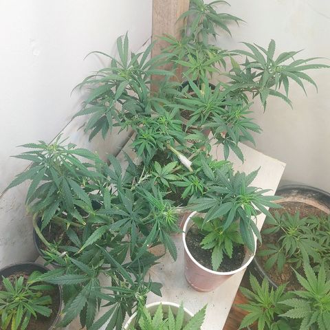 Prenseeds growlog timeline photo