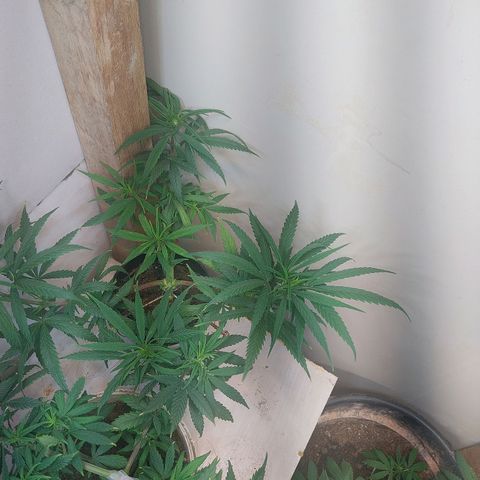 Prenseeds growlog timeline photo