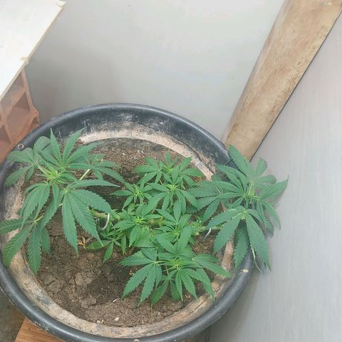 Prenseeds growlog timeline photo